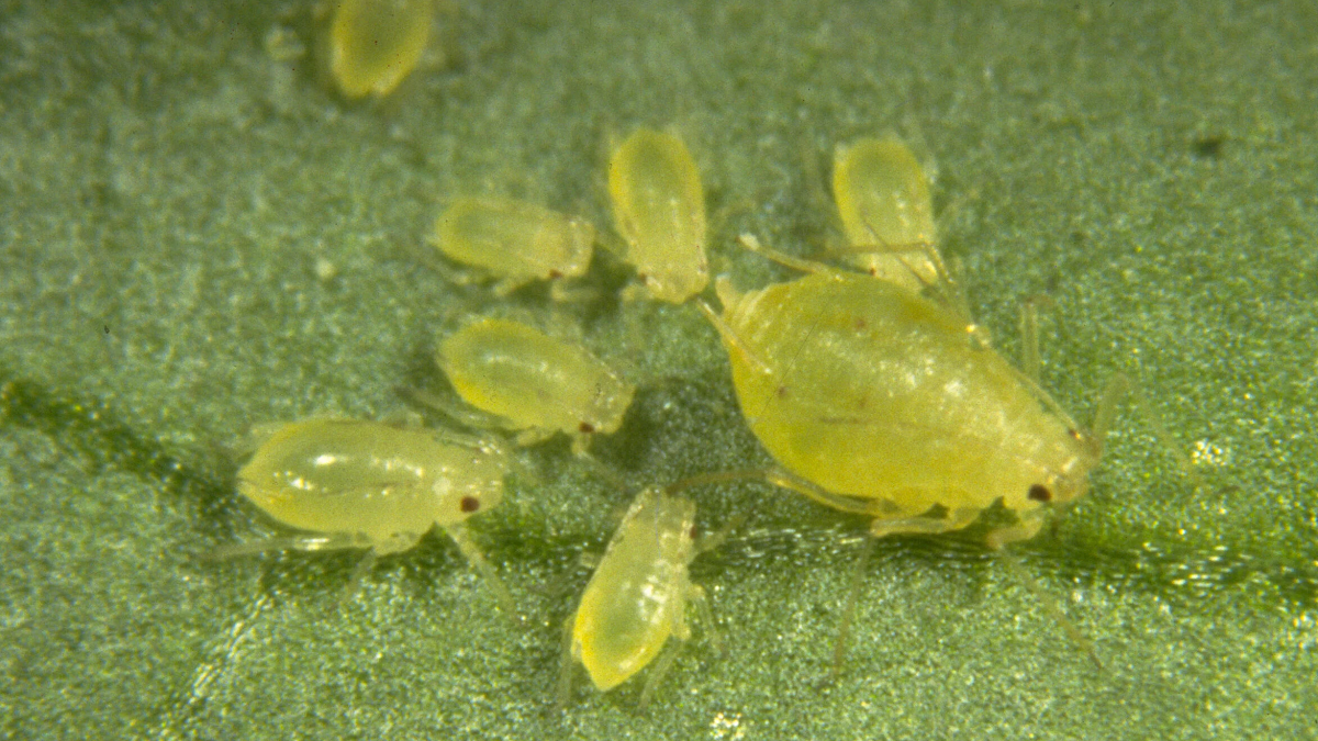 myzus persicae